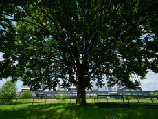 Легендарный дуб / Legendary oak