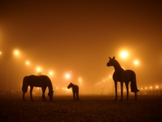 Ландшафтные скульптуры в новых жилых кварталах / Landscape sculptures at new residential blocks