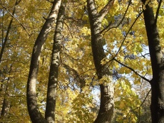 Сосна «Лира» / Lyra pine