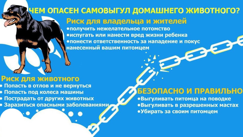 Самовыгул собак: безопасность на первом месте