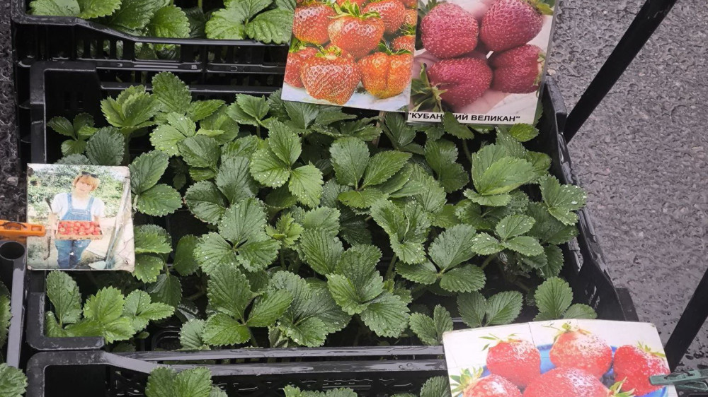 В Обнинске пройдёт первая весенняя садоводческая ярмарка